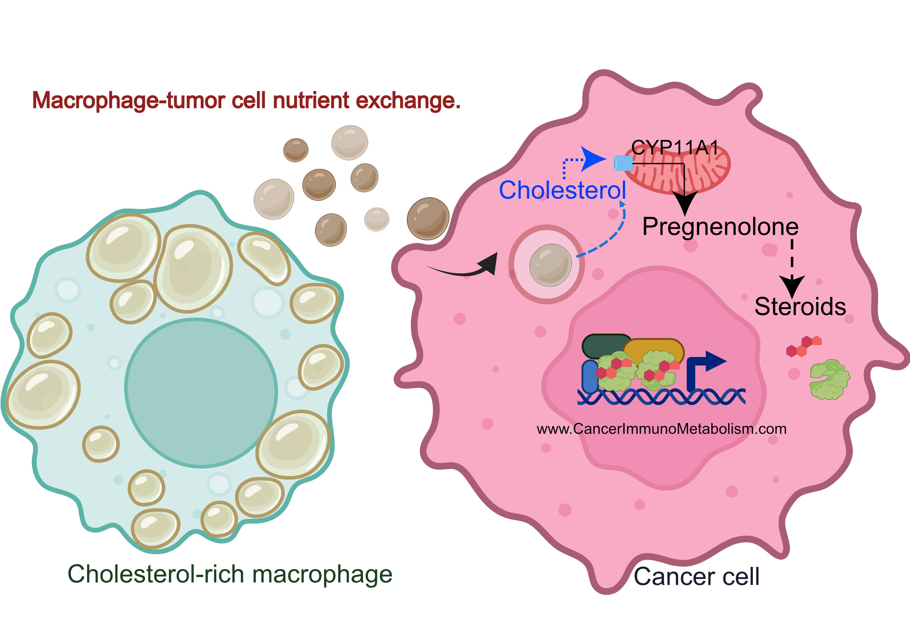 El-Kenawi et al., 2021, Macrophages feed cancer cells!