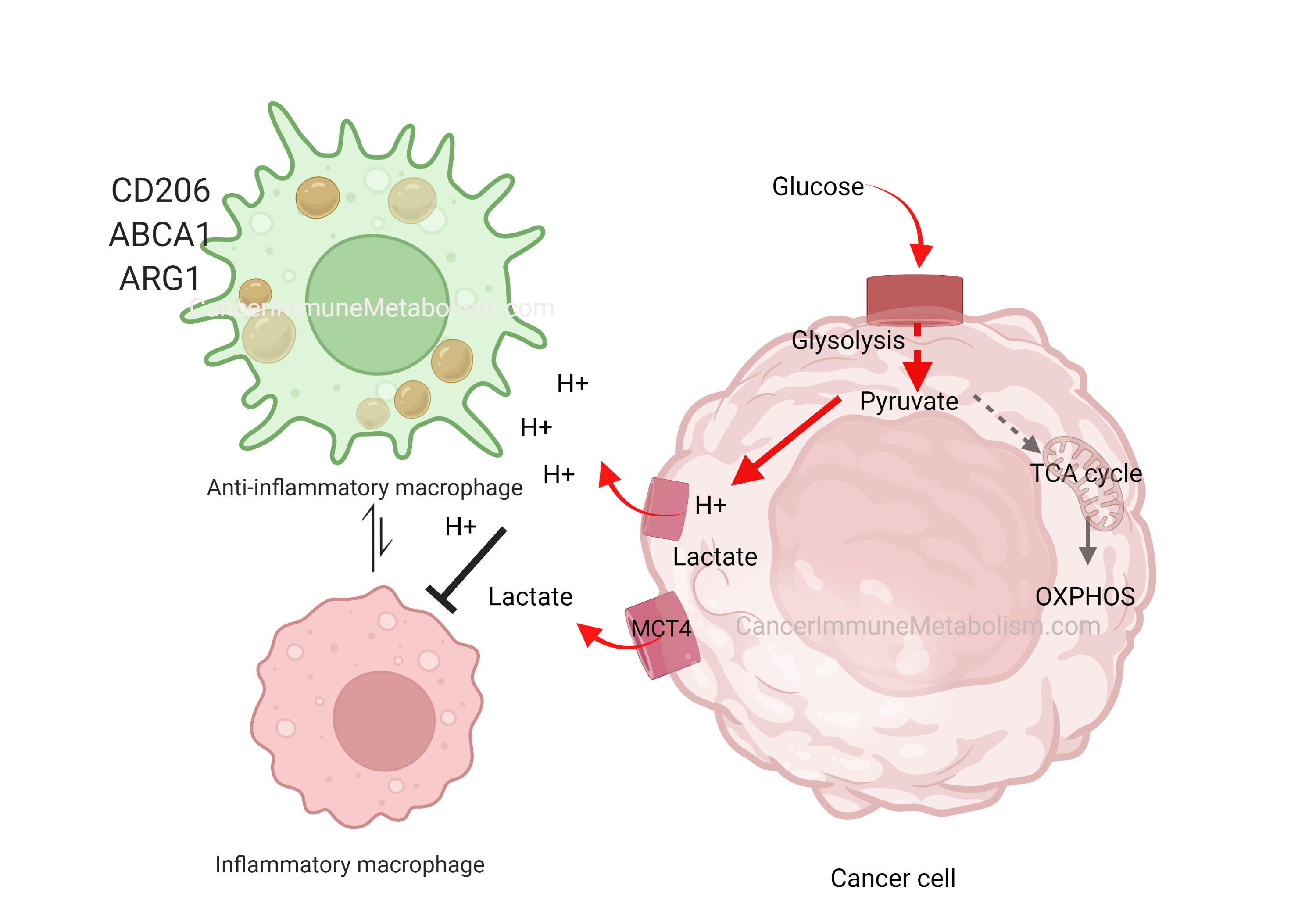 El-Kenawi, et al., 2019, Cancer likes it sour!